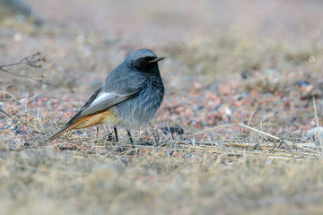 Black Redstart during spring migration