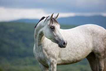 Fototapeta na wymiar Arabian horse