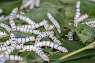 Silk worms and caterpillars. Silkworm larvae on mulberry leaves. Silkworm culture.