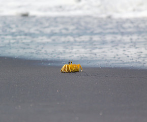 Obraz premium crab in sand