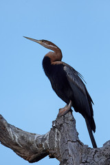 African darter (Anhinga rufa)