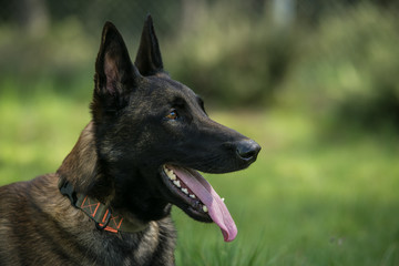 Belgian shepherd