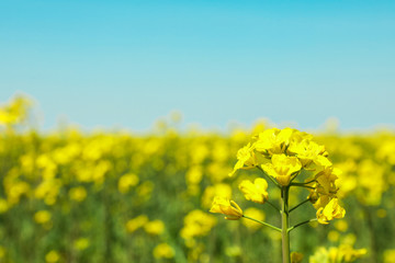 Rapeseed field against blue skies, closeup and space for text. Beautiful spring bloom