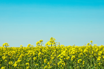 Fototapeta premium Rapeseed field against blue skies, space for text. Beautiful spring bloom