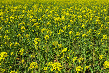 Rapeseed field as background, closeup and space for text. Beautiful spring bloom