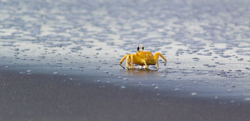 crab at seashore