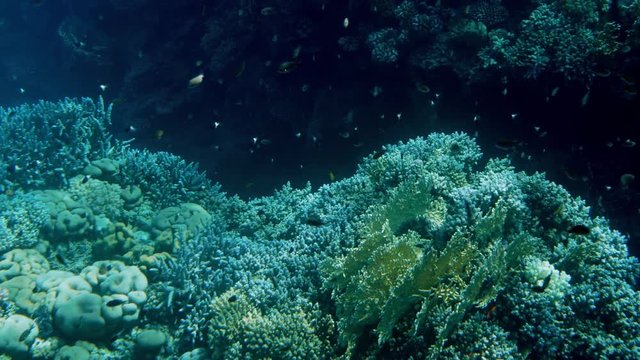 Beautiful 4k footage of lots of fishes swimming around coral reef on the sea bottom. Amazing marine life the deep ocean