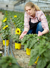 Female controlling quality of sunflowers
