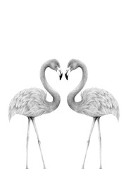 flamingo isolated,colored pencil drawing techniques,illustration