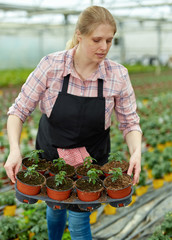 Woman gardener working with tomato seedlings in greenhouse