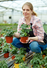 Naklejka na ściany i meble Woman gardener working with tomato seedlings in greenhouse