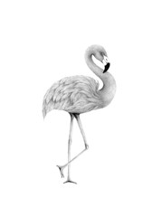 flamingo isolated,colored pencil drawing techniques,illustration