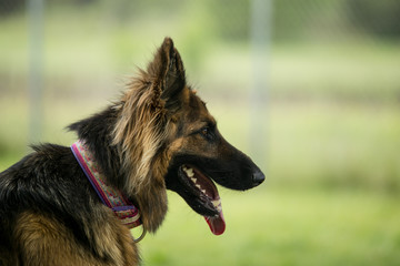 Belgian shepherd
