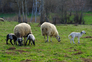 brebis dans un pré avec leur agneau dans la campagne d'Auvergne