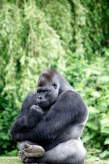 Gorilla