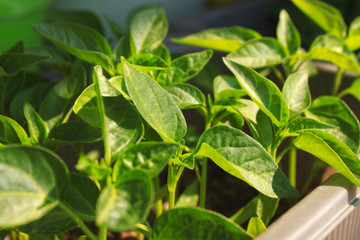 Close up of young red Chili pepper tree with fresh green leaves, growing at the windowsill.