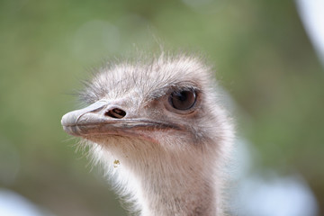 ostrich