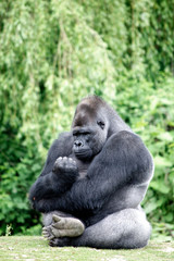 Gorilla