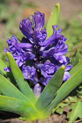 Purple spring hyacinth flower in a garden.