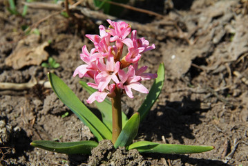 Pink spring hyacinth flower in a garden.