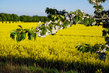 Apfelblüte vor gelbem Rapsfeld - flower of apple tree and springtime field of rape in full flower