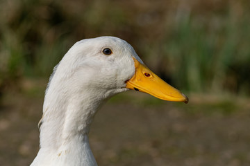 Portrait of a white heavy Pekin Duck