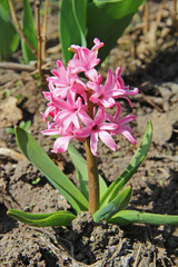 Pink spring hyacinth flower in a garden.