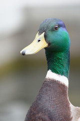 canard colvert oiseau animal