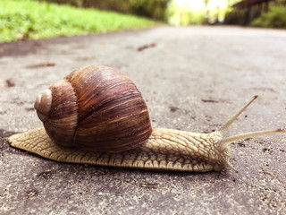 Big snail closeup on alphalt footpath in spring park