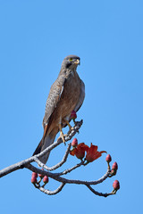 Grasshopper buzzard (Butastur rufipennis)