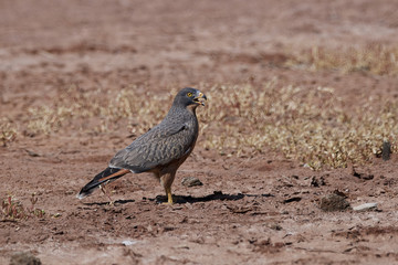 Grasshopper buzzard (Butastur rufipennis)