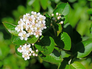 Blühende Aroniabeeren, Aronia melanocarpa