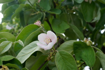 Quitte,Bl&uuml;te,Spinne,rosa,Busch,