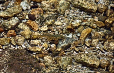Trucha común (Salmo trutta) en el río Manzanares, Madrid, España.