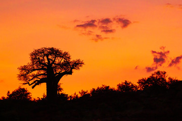 Naklejka na ściany i meble silhouette of a baobab tree in sunset on hill with clouds