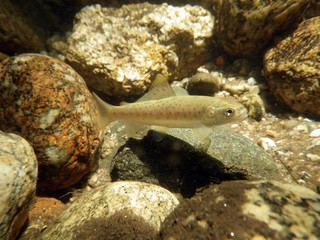 Trucha común (Salmo trutta) imagen subacuática en el río Manzanares, Madrid, España.