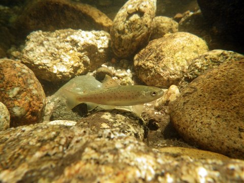 Trucha com&uacute;n (Salmo trutta) imagen subacu&aacute;tica en el r&iacute;o Manzanares, Madrid, Espa&ntilde;a.