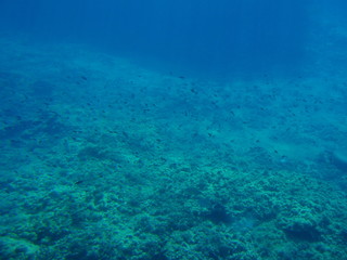 Fototapeta na wymiar Small fish swimming on a coral reef under blue water