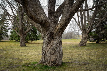 Three Spooky Trees