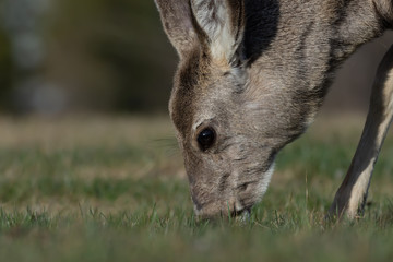 Mule Deer Eating Grass 