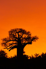 Fototapeta na wymiar silhouette of a baobab tree in sunset on a hill portrait