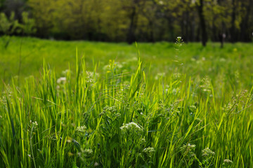 green grass in the forest