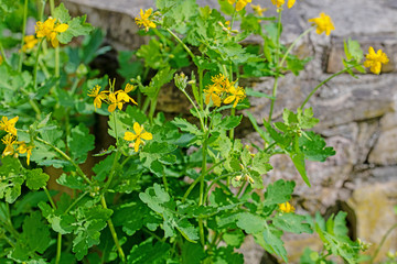 Blühendes Schöllkraut, Chelidonium majus
