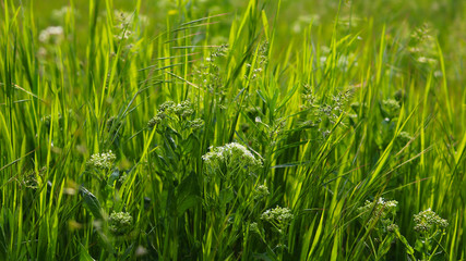 green grass
