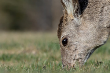 Mule Deer Eating Grass