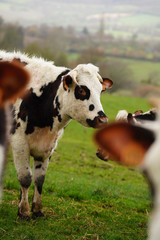 Animal ferme vache 262