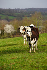 Fototapeta premium Animal ferme vache 271