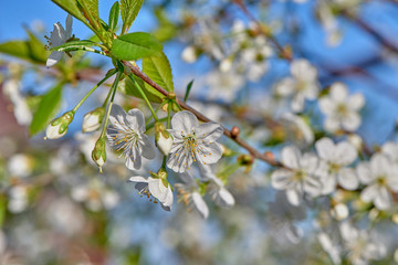 Cherries bloom