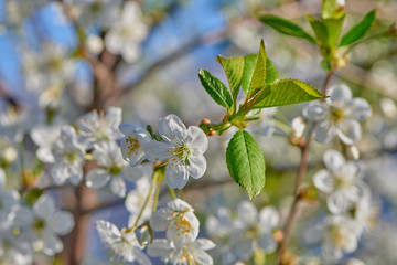 Fototapeta premium Cherries bloom