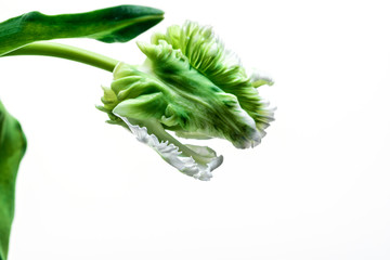 beautiful super parrot tulip flower isolated on white background, close-up 
